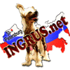 Китайская хохлатая собака и йоркширский терьер ИНГРУС / INGRUS, продажа щенков йорка